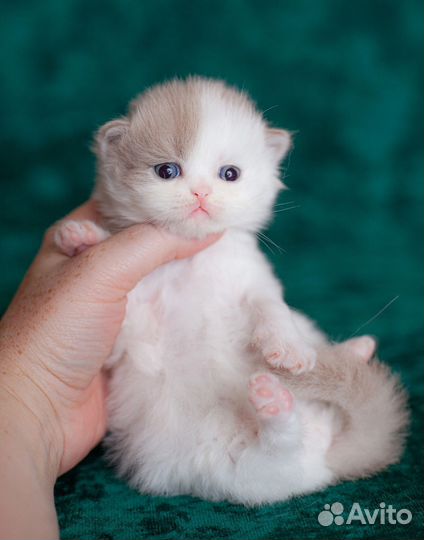 Мальчик лиловый ван