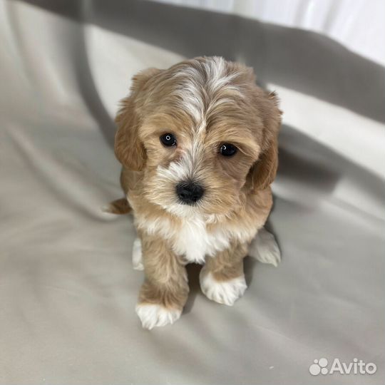 Щенки мальтипу f1