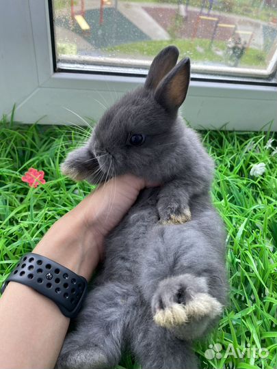 Мини карликовый кролик - королевский редкий
