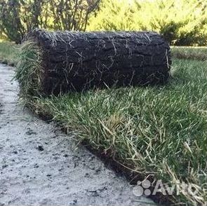 Газон рулонный