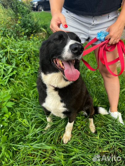 Собака Луна