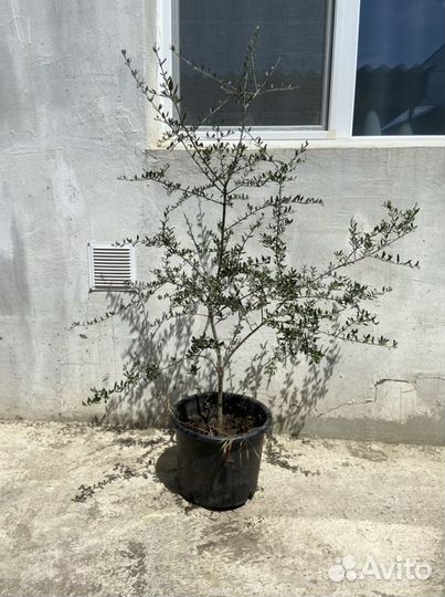 Олива дерево