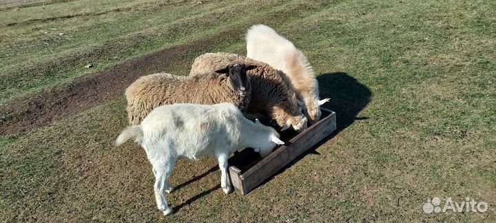 Продажа коз и баранов