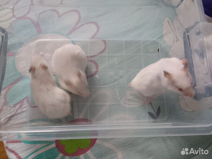 Сейриские Хомячки