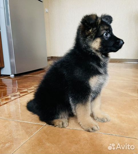 Немецкая овчарка длинношерстная