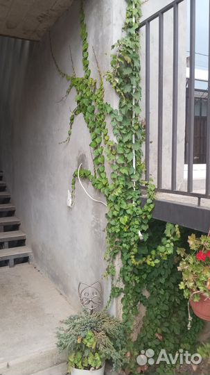 Девичий виноград вичи