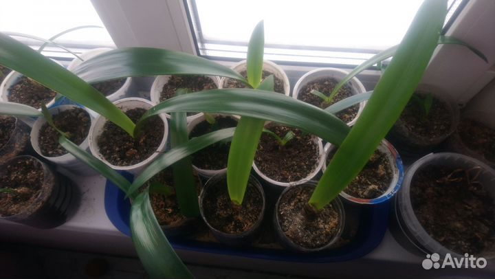 Гиппеаструм