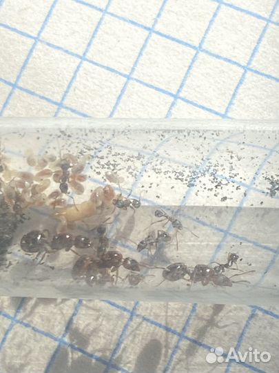 Муравьи aphenogaster subterranea