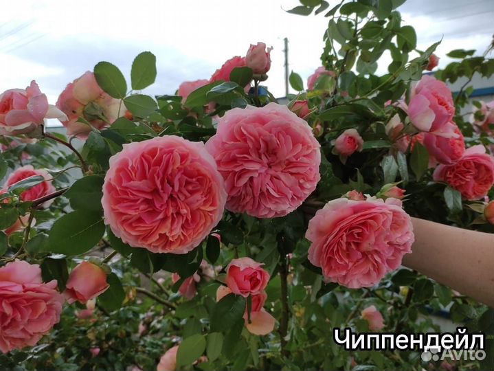 Саженцы Роз