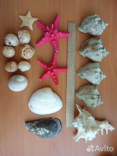 Морские звезды, ракушки, камни, коралл