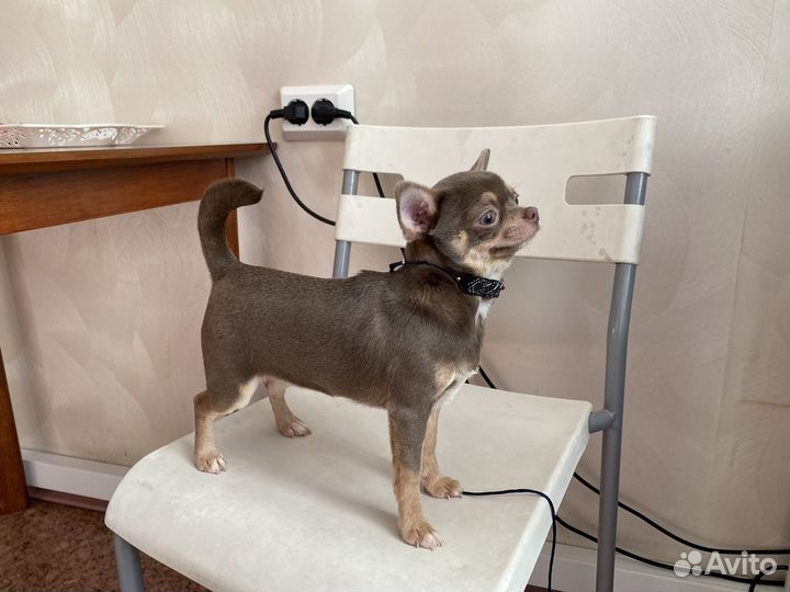 Продаются щенки чихуахуа редких окрасов