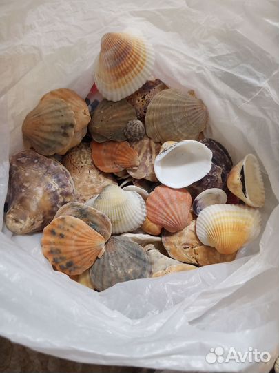 Ракушки наборы, морские звезды