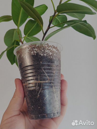 Фикус микрокарпа майя