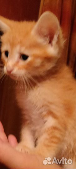 Умные котятки