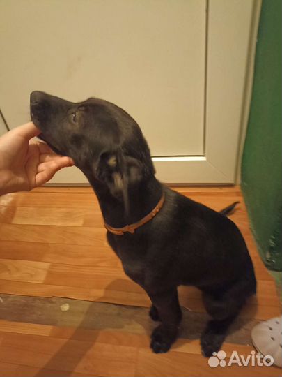 Собаки бесплатно в добрые руки щенок