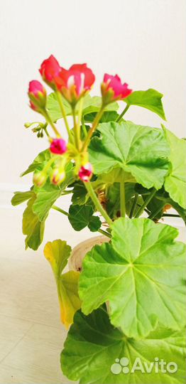 Пеларгония