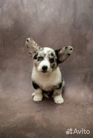 Вельш-корги кардиган мрамор