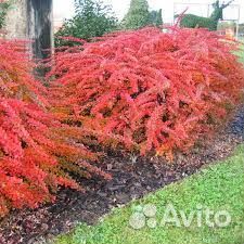 Саженцы барбариса