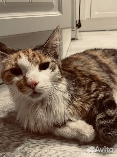 Отдам в добрые руки кошку