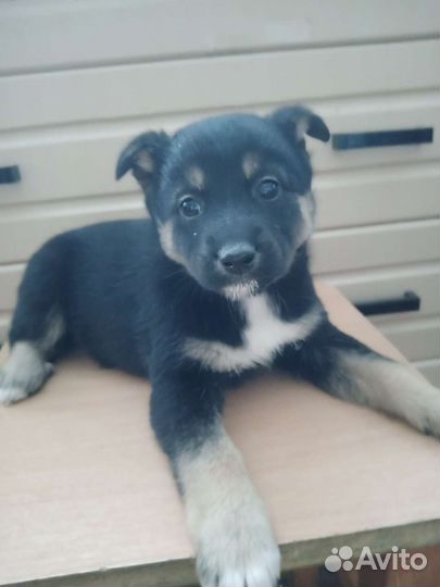 Отдам бесплатно