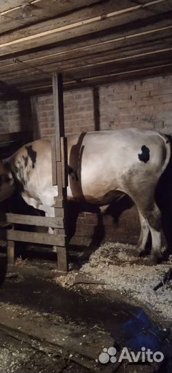 Быки на племя