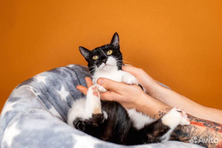 Кошка в добрые руки