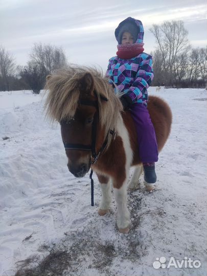 Прокат на лошади и пони, выезд на праздники