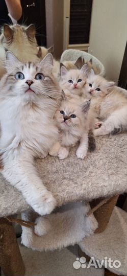 Невские маскарадные котята
