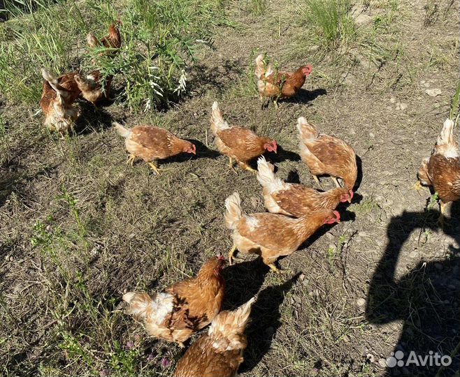 Домашние куриные яйца