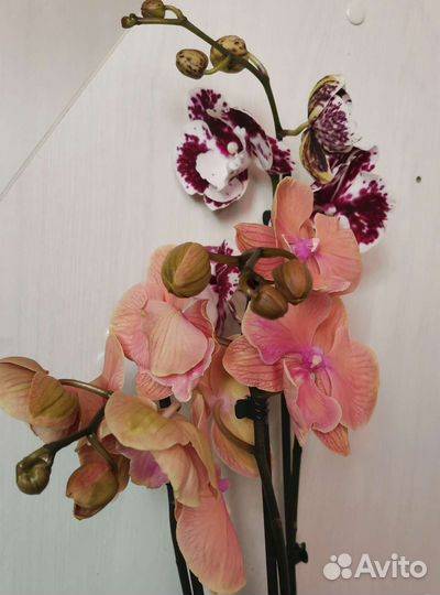 Орхидея фаленопсис биг лип