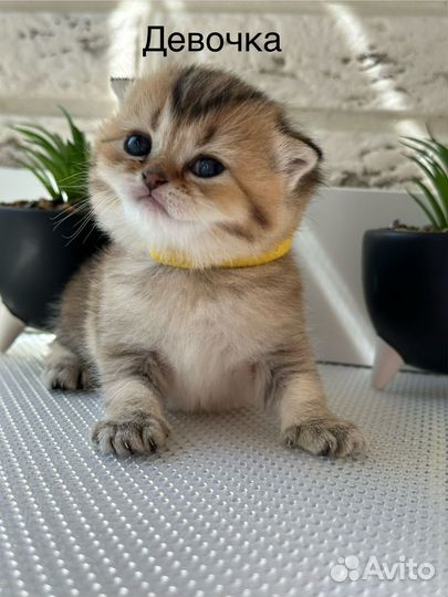 Шотландские котята