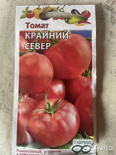 Рассада помидоров