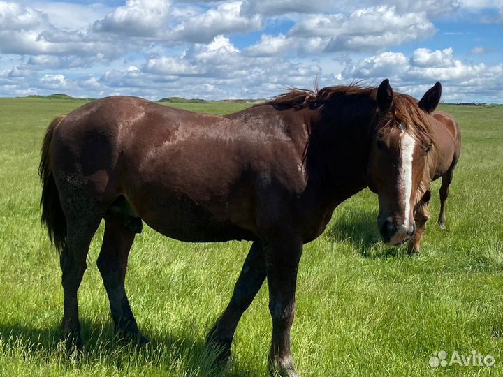 Продам жеребца