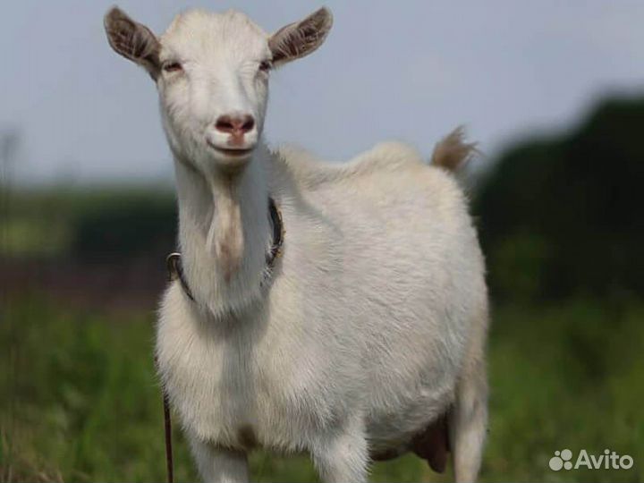 Молодые козы