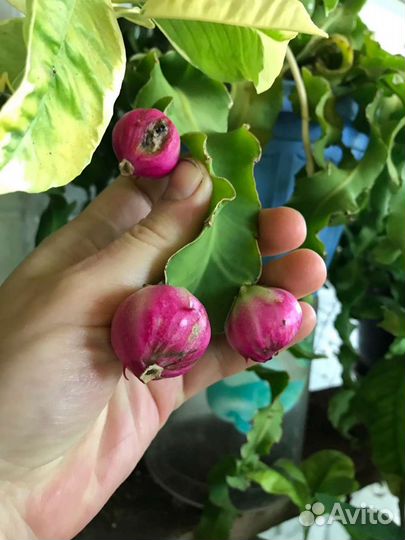 Экзотические комнатные растения