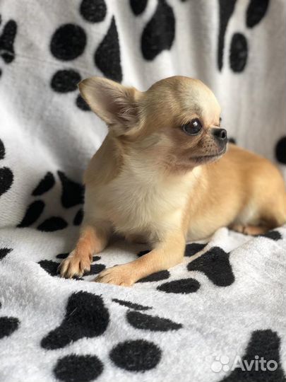 Чихуахуа девочка