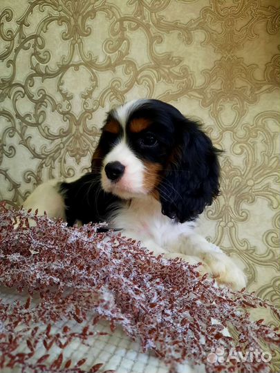 Мальчик кавалер