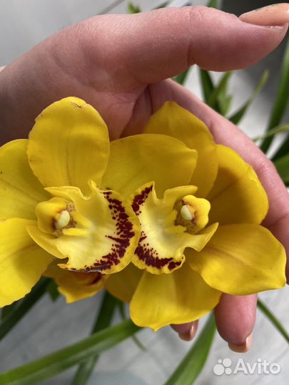 Орхидея цимбидиум