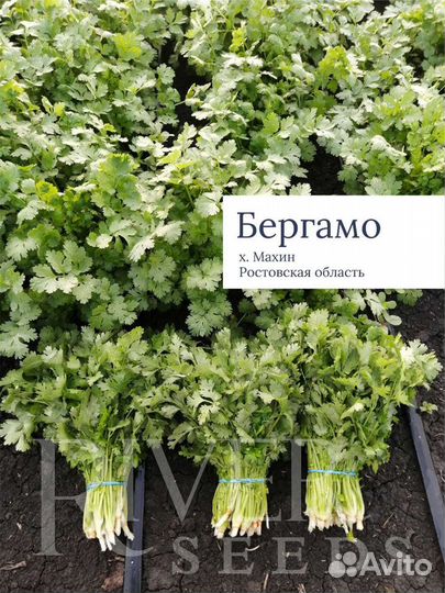 Кориандр Бергамо