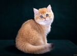 Британские котята золотая шиншилла