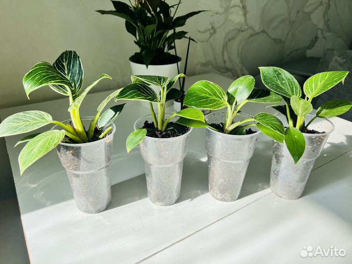 Филолендрон биркин