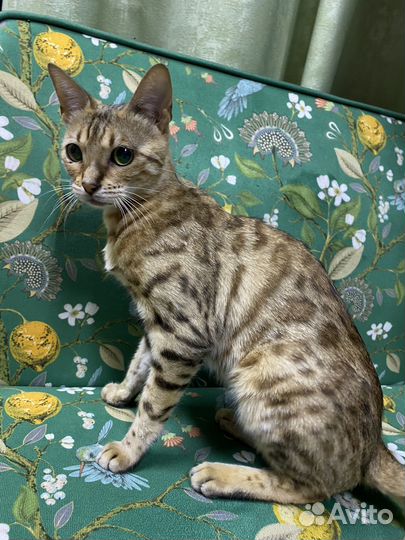 Бенгальская кошка