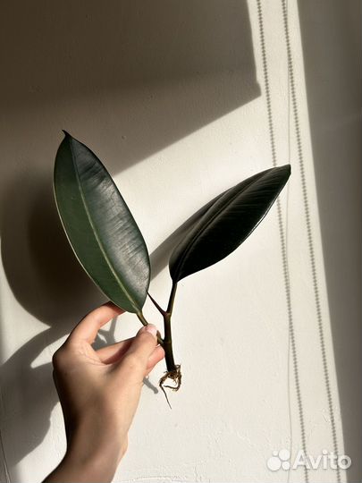 Фикус каучуконосный