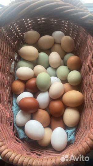 Яйца для инкубации