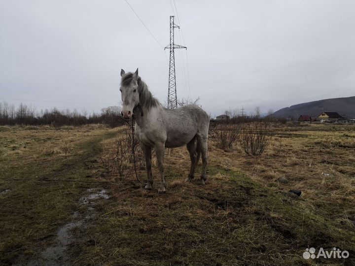 Продам коня