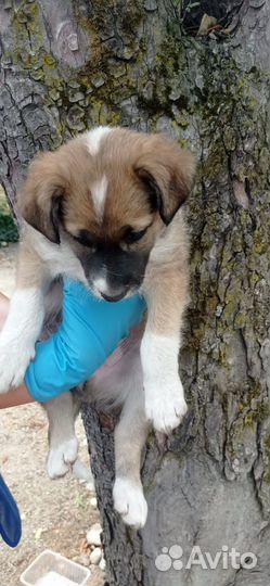 Щенки в добрые руки