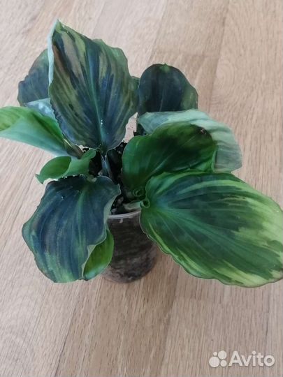 Комнатные растения