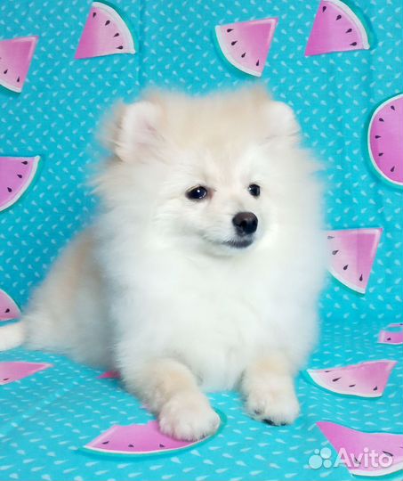 Щенки шпица. Девочки