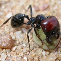 Муравьи messor barbarus, Санкт-Петербург
