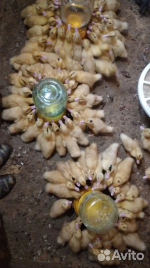 Утята Индийского бегунка